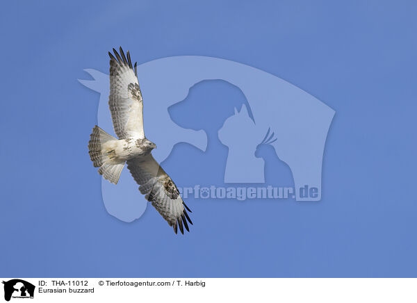 Musebussard / Eurasian buzzard / THA-11012