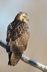 common buzzard