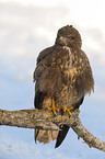 common buzzard