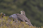 common buzzard