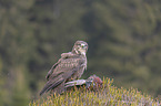 common buzzard