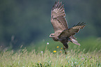 flying Eurasian Buzzard