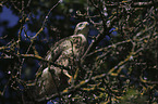 young Eurasian Buzzard