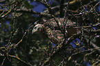 young Eurasian Buzzard