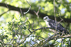 young Eurasian Buzzard