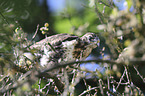 young Eurasian Buzzard