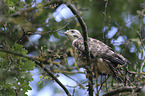 young Eurasian Buzzard