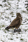 Common Buzzard