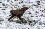 Common Buzzard