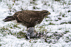 Common Buzzard