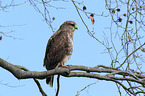 common buzzard