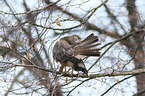 common buzzard