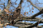 common buzzard