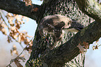 common buzzard
