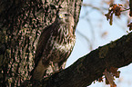 common buzzard