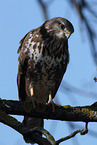 common buzzard