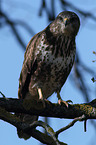 common buzzard