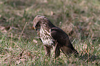 common buzzard
