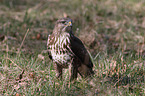 common buzzard