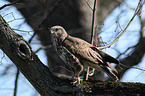 common buzzard