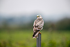 Eurasian Buteo
