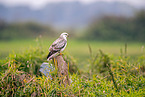 Eurasian Buteo