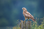 common buzzard