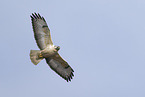 Eurasian buzzard