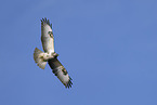 Eurasian buzzard