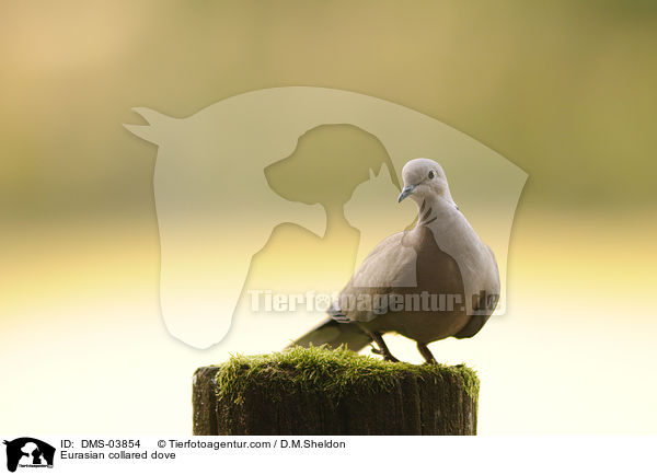 Trkentaube / Eurasian collared dove / DMS-03854