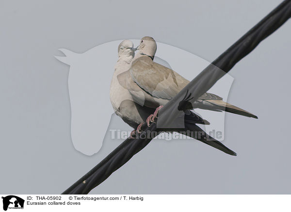 Eurasian collared doves / THA-05902