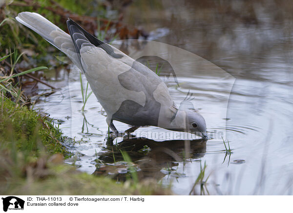 Trkentaube / Eurasian collared dove / THA-11013