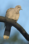 Eurasian collared dove