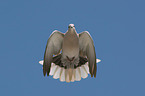 Eurasian collared dove