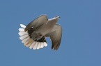 Eurasian collared dove