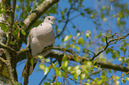 Eurasian collared dove
