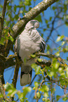 Eurasian collared dove