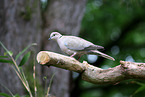 Eurasian collared dove