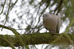 Eurasian collared dove