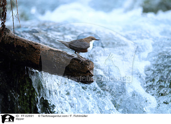 dipper / FF-02691