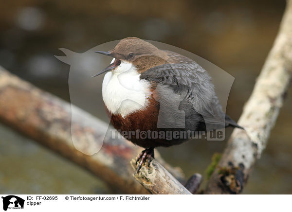dipper / FF-02695