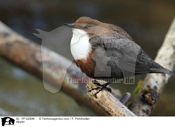 dipper / FF-02696