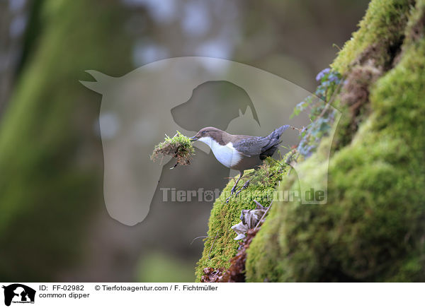 Eurasische Wasseramsel / common dipper / FF-02982