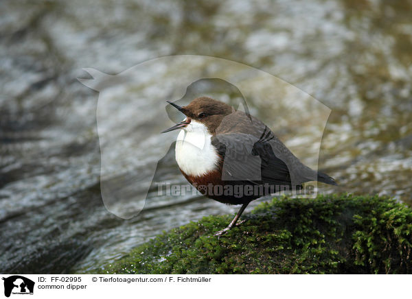 Eurasische Wasseramsel / common dipper / FF-02995