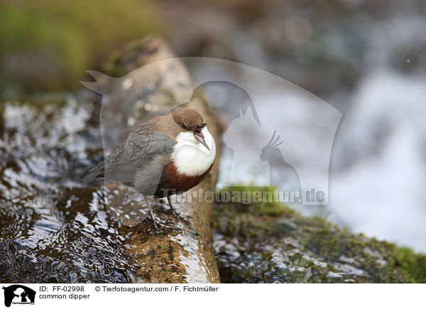 Eurasische Wasseramsel / common dipper / FF-02998
