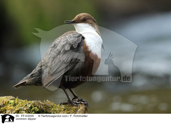 common dipper / FF-03005