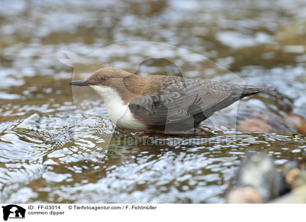 common dipper / FF-03014