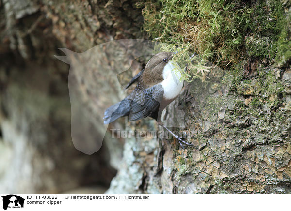common dipper / FF-03022