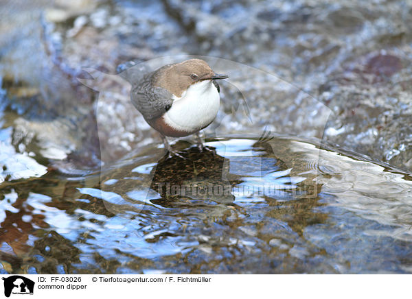 common dipper / FF-03026