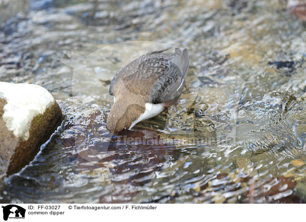 common dipper / FF-03027